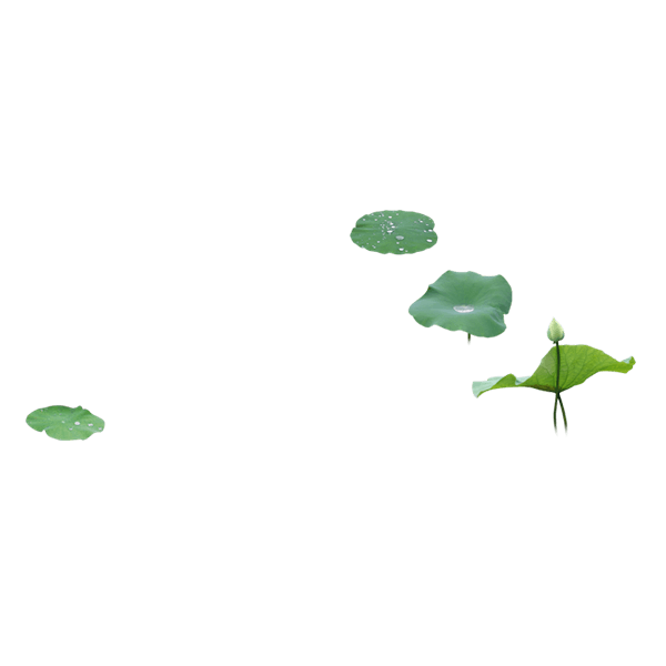 植物荷叶