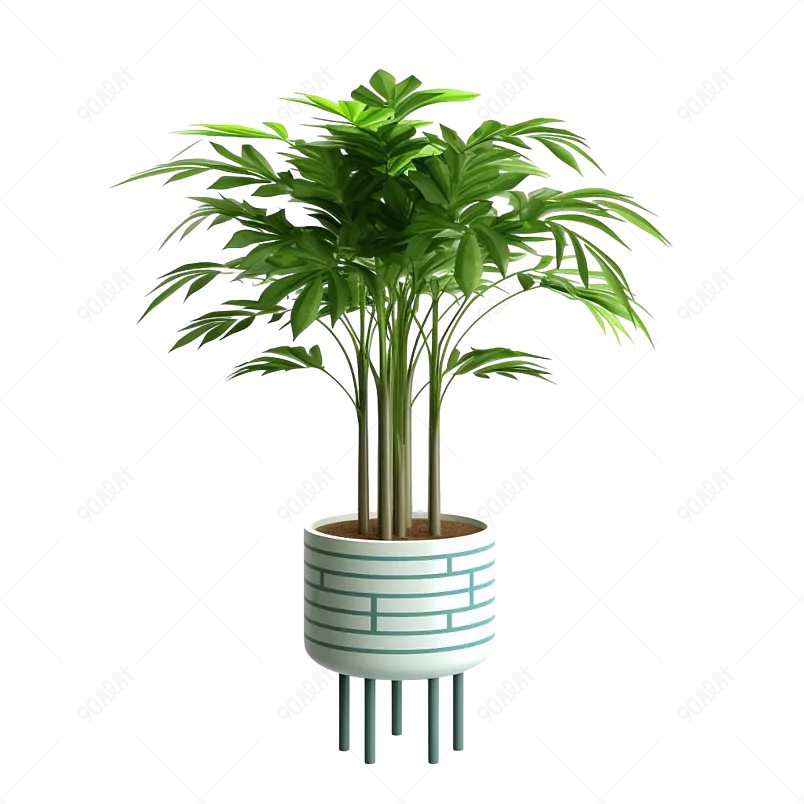 高大上的花盆绿植幸福树