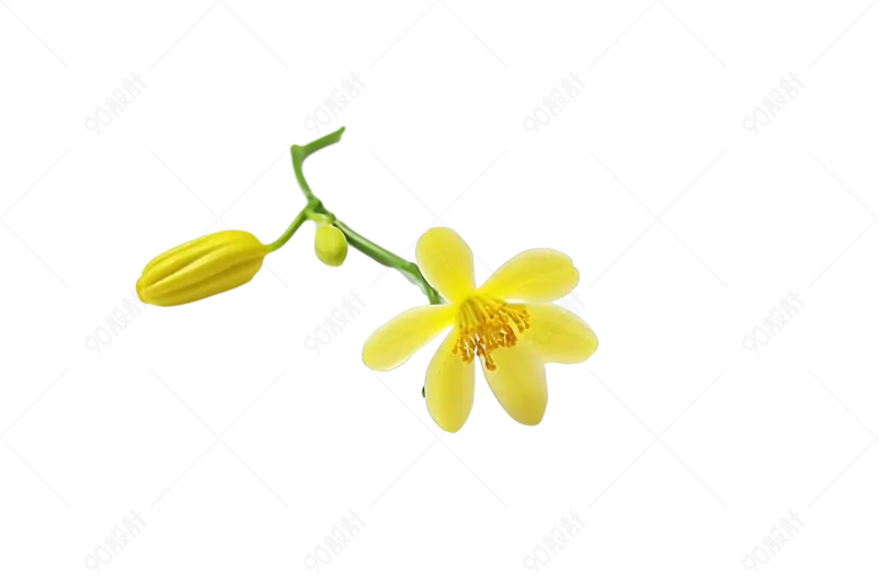 黄色实拍花朵花瓣桂花小花元素  
