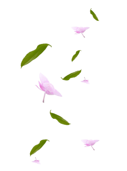 花瓣叶子