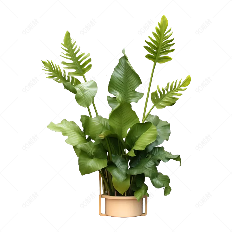 家居书房客厅厨房绿植芭蕉树