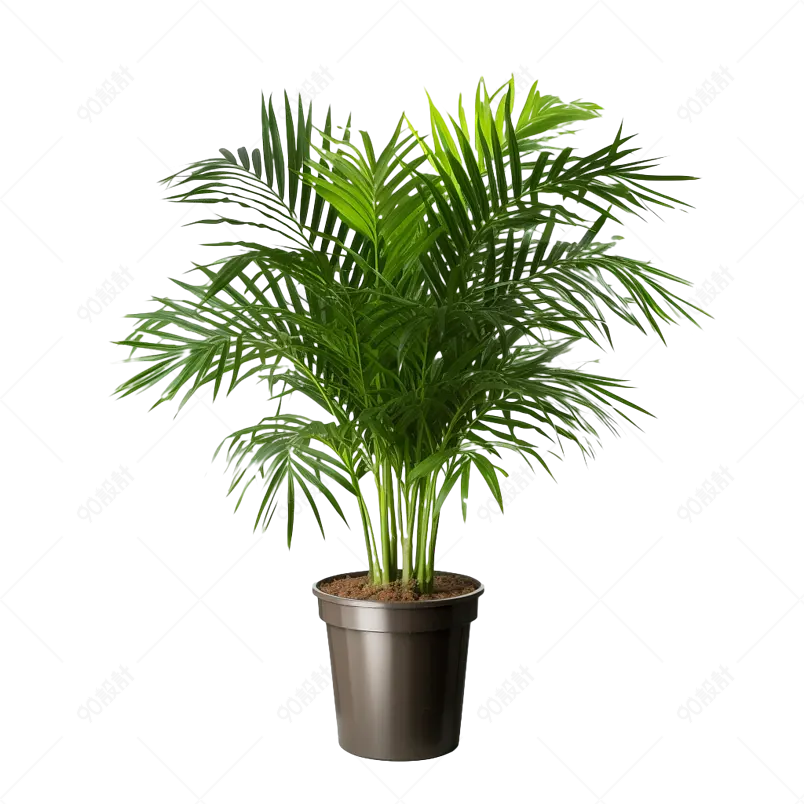 植物花草观赏植物棕榈绿植