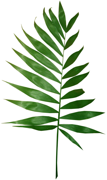 树叶植物