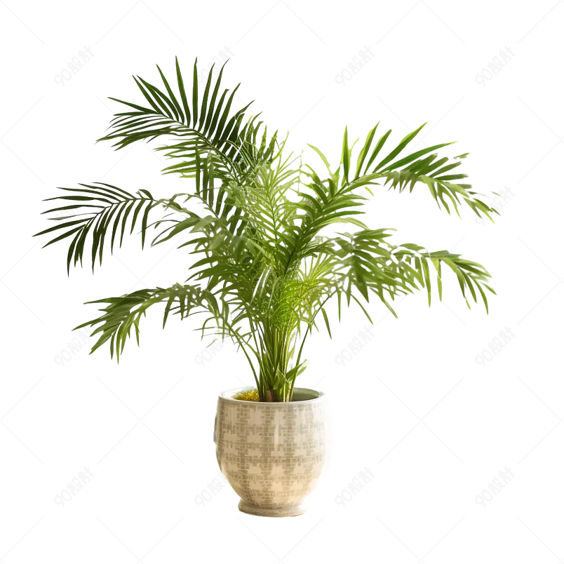 别墅小区植物盆栽常绿观音竹