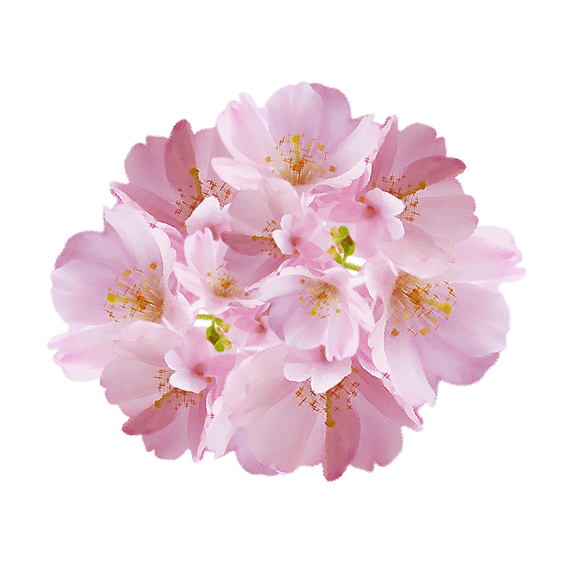 樱花花簇花朵小清新