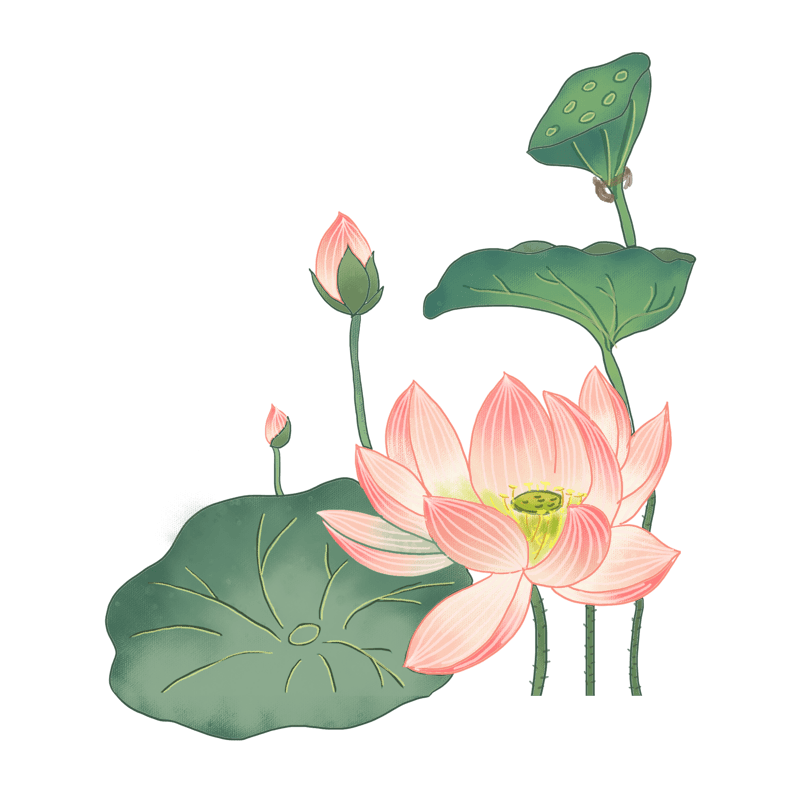 中国风之水彩手绘荷花插画