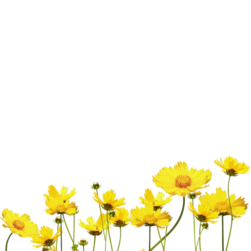 黄色小花