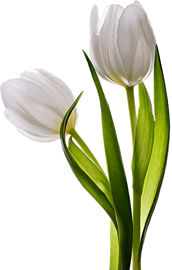 白色郁金香花