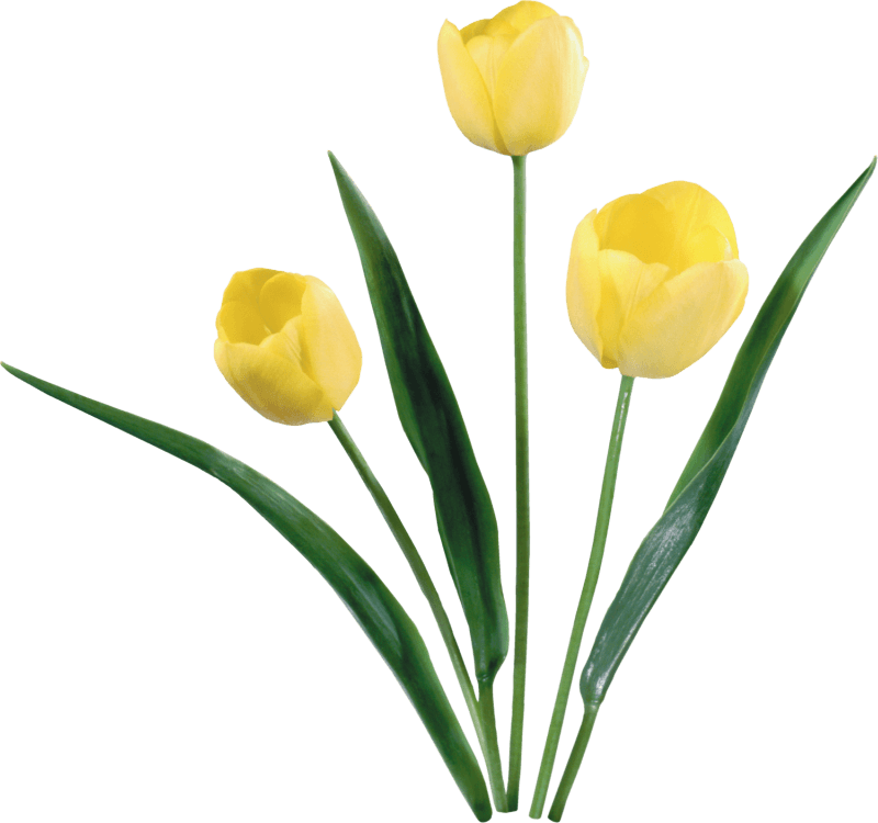 郁金香花
