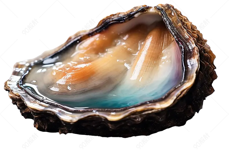 新鲜鲍鱼鲜活超大海鲜鲍鱼