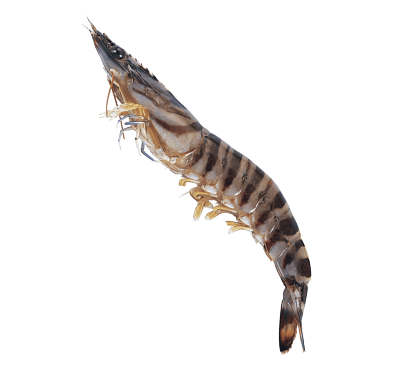 海鲜虎虾
