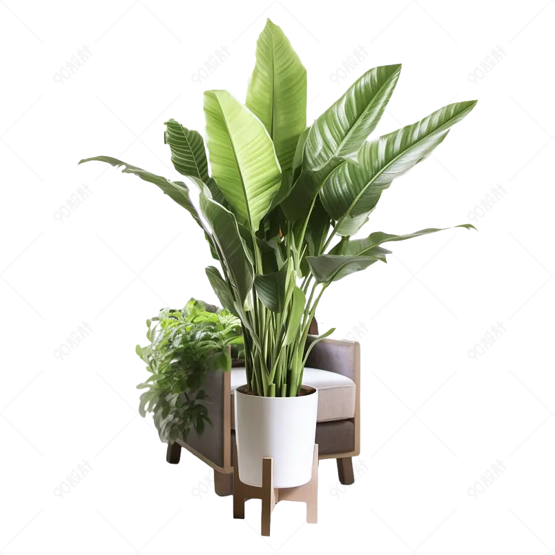 沙发旁绿植装饰室内盆栽