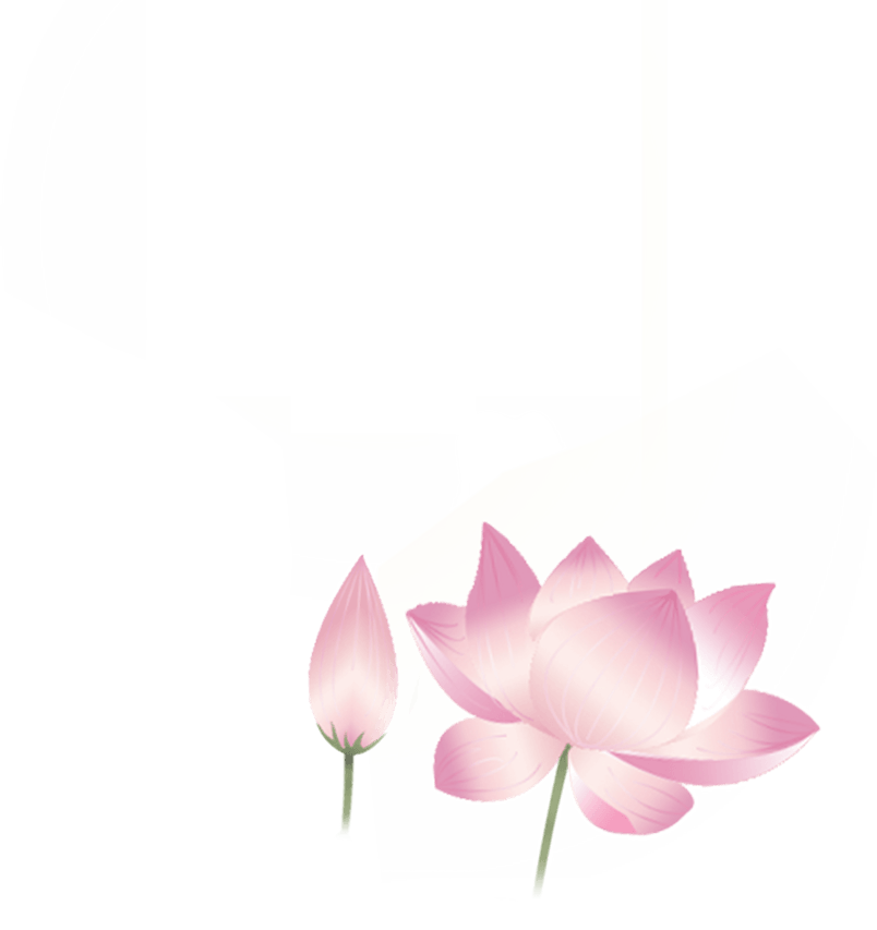 夏日荷花