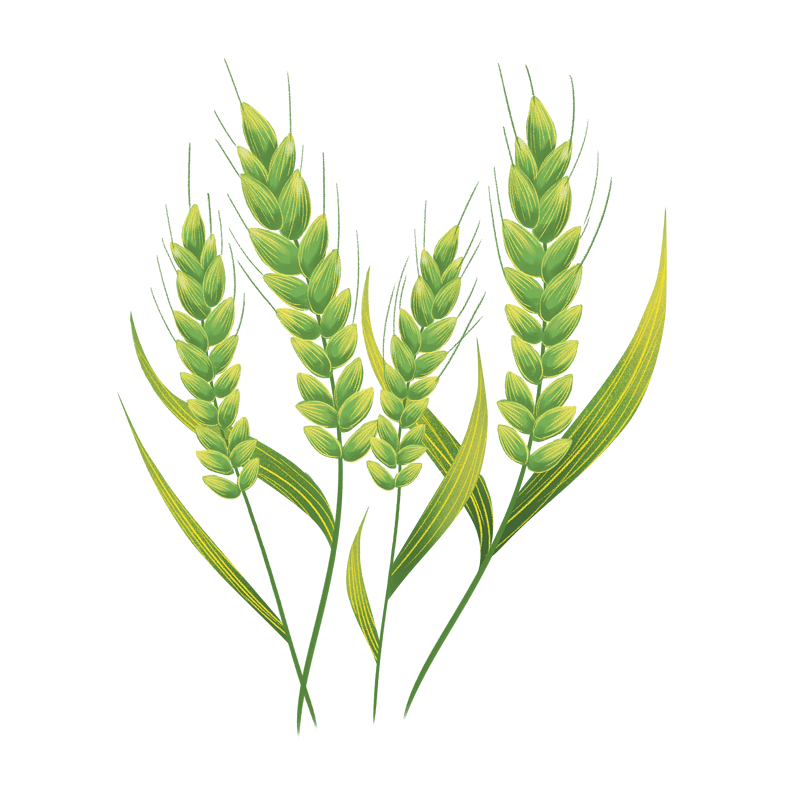小满绿色小麦稻谷装饰