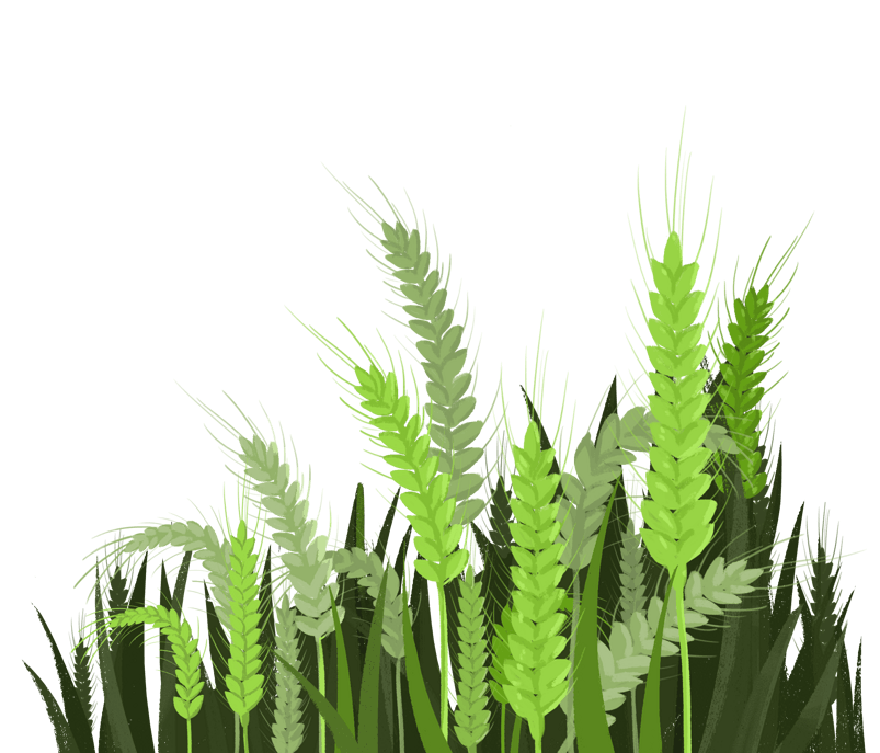 小满绿色的小麦稻谷装饰