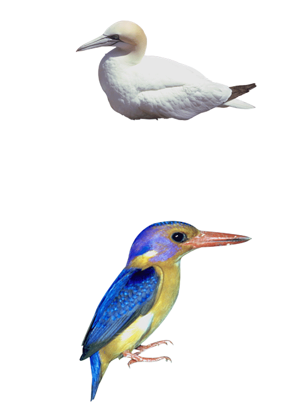鸭和鸟免抠素材