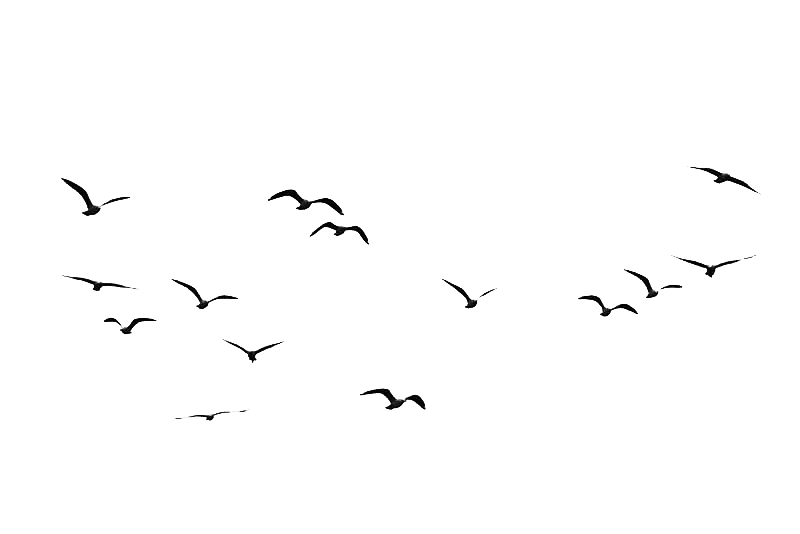 飞翔的鸟群鸟剪影装饰元素