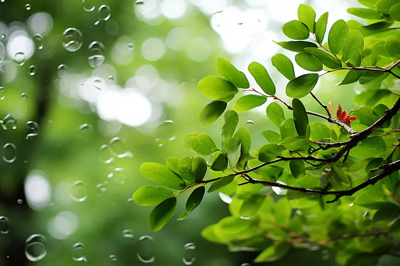 小暑,二十四节气,海报