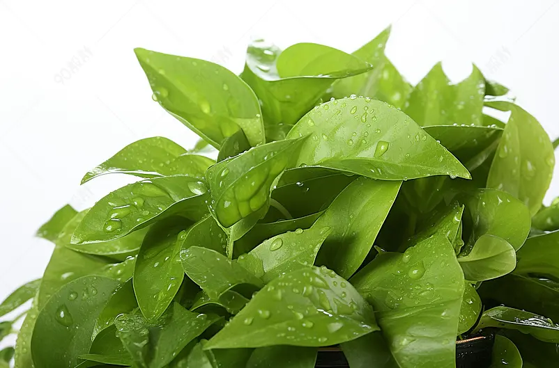 盆栽植物