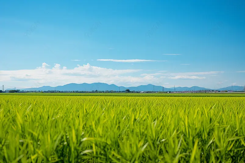 东北水稻五常大米农作物种植基地