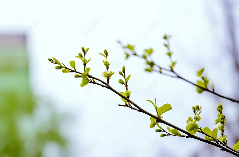 春的萌芽