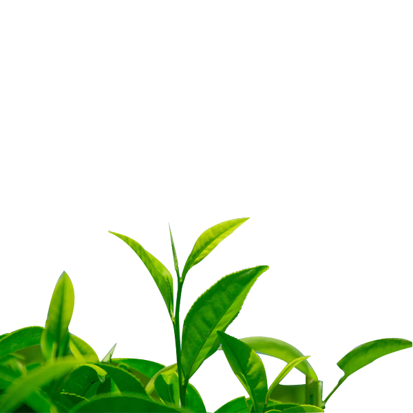 绿茶茶叶装饰素材绿叶
