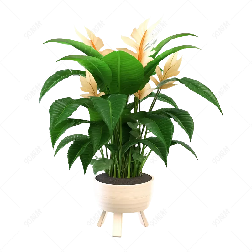 室内盆景盆小清新的白掌白色花