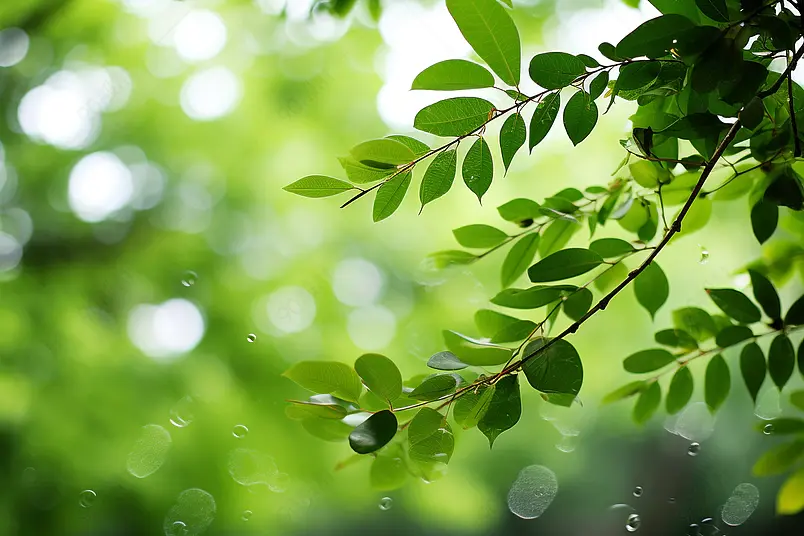 小暑,二十四节气,海报