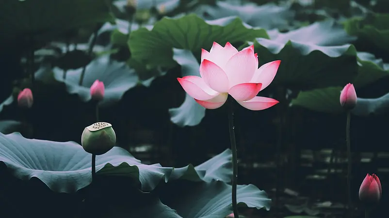 高清的图片海报设计背景广告设计素材元素暗黑系荷花