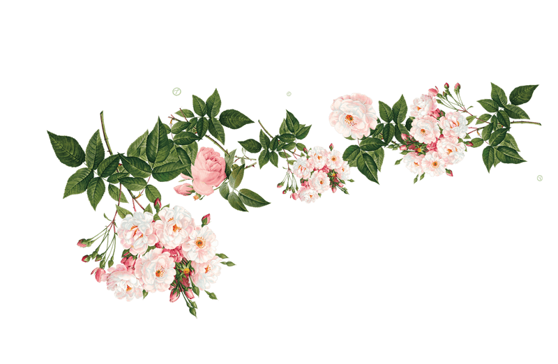 花边花纹 