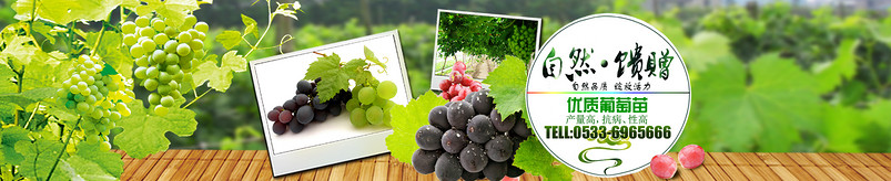 园林绿化banner PSD源文件