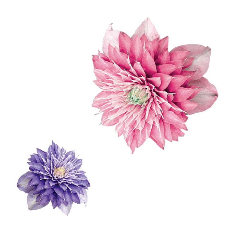 大丽花花朵鲜花图片