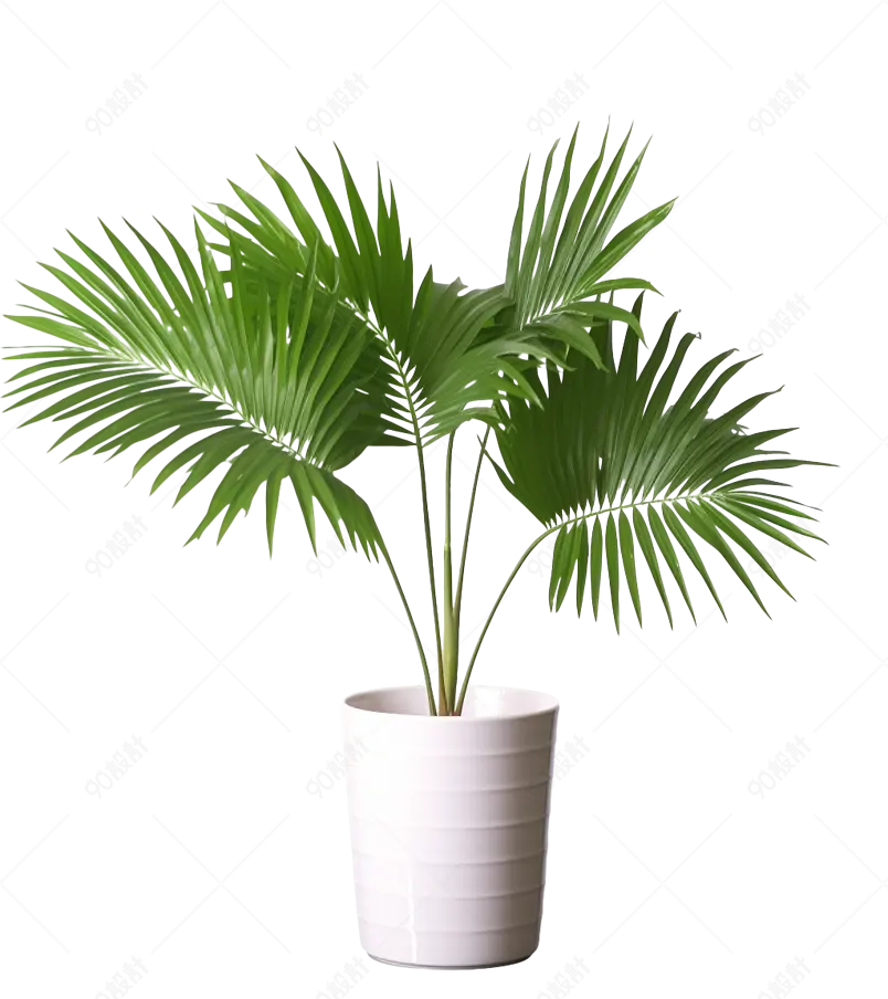 室内绿化室内美化绿植散尾葵