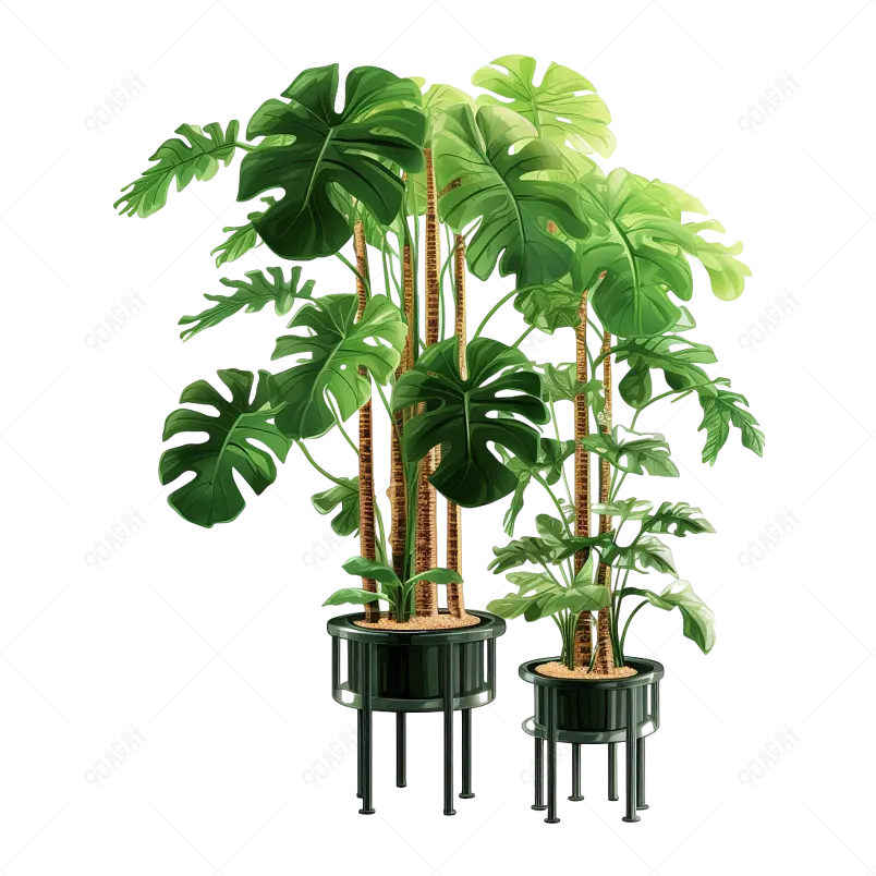 高大尚花盆盆栽绿萝滴水观音