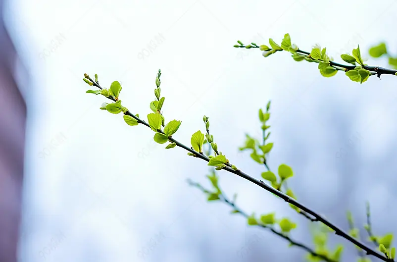 春的萌芽
