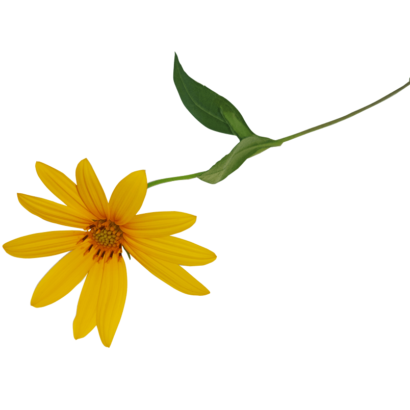 秋季黄色花花小清新小雏菊花太阳花png