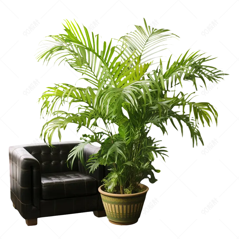 绿植家居盆栽净化空气黑色沙发