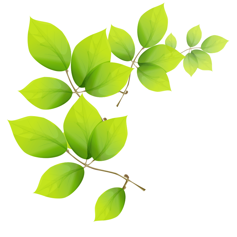 绿树叶