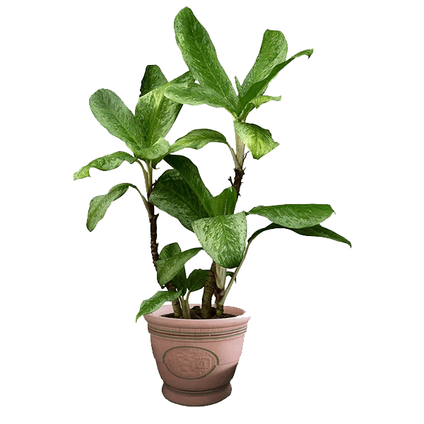 植物