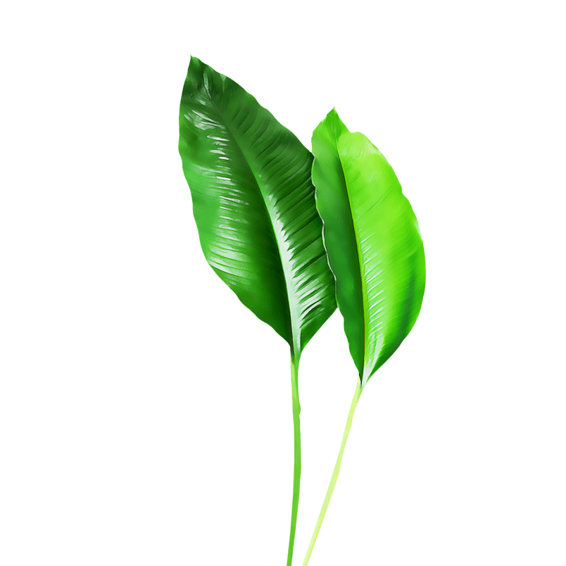 油彩植物绿色叶子素材
