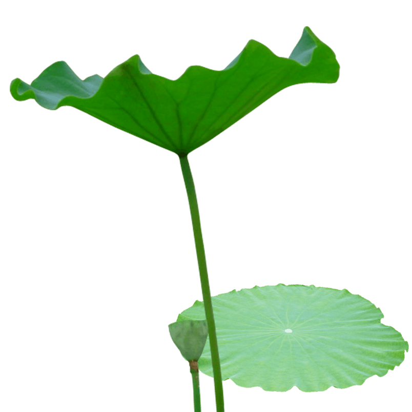 荷叶免抠素材