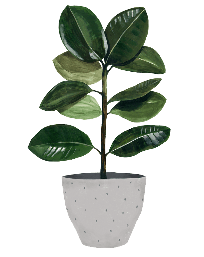 植物盆栽