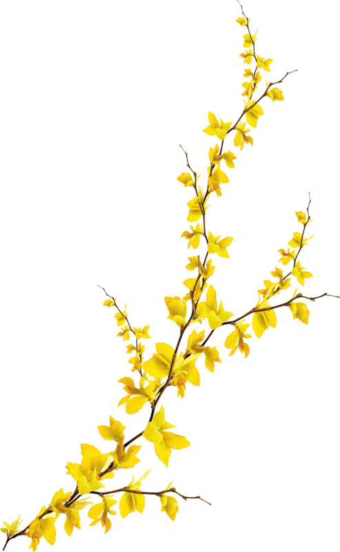 黄色花枝