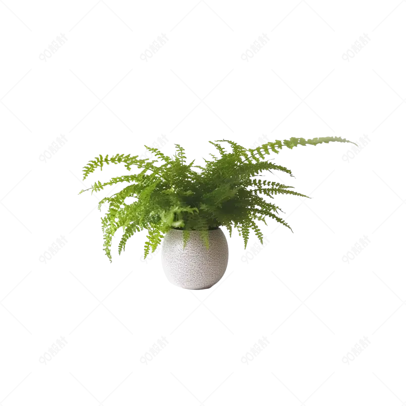 蕨类植物盆栽办公室桌子装饰