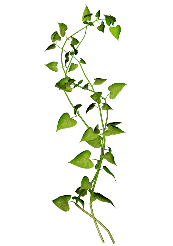 绿色植物