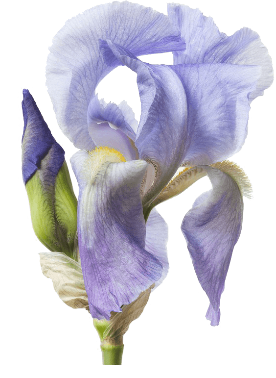 花  花朵 玫瑰 鲜花 花瓣 