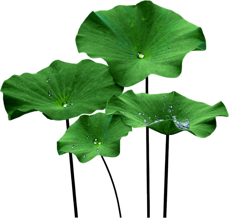 荷叶上的水珠