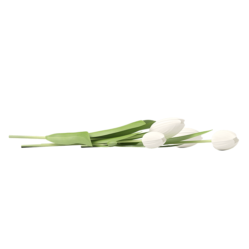 白色的花郁金香