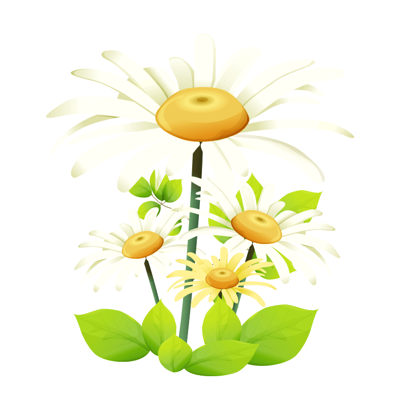向日葵花