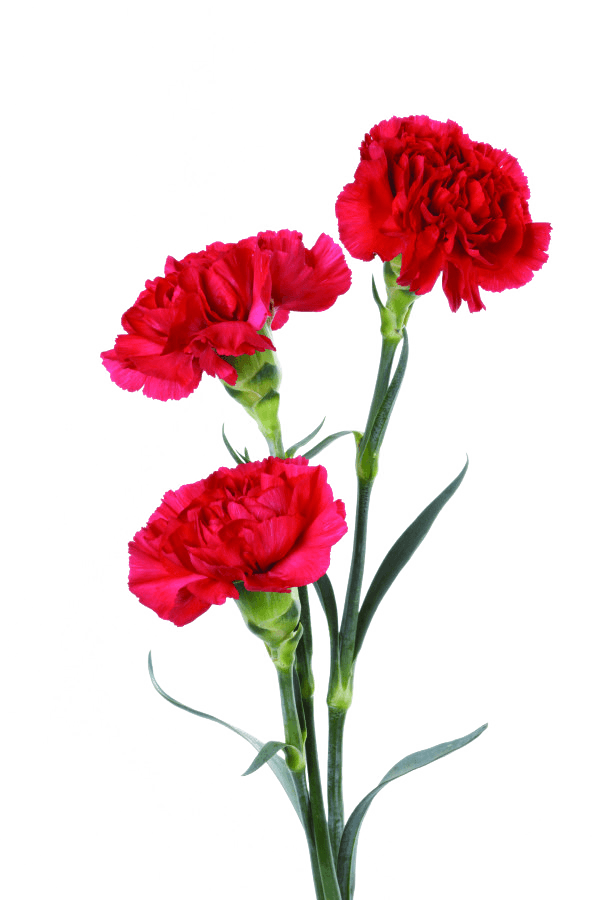康乃馨花爱母亲节节日素材